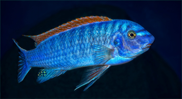 Blue Fish 3